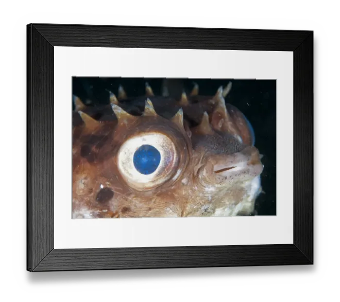 Framed Print : Orbicular Burrfish (Cyclichthys orbicularis) adult, close-up of head, Lembeh Straits, Sulawesi, Sunda Islands Framed Print : Orbicular Burrfish (Cyclichthys orbicularis) adult, close-up of head, Lembeh Straits, Sulawesi, Sunda Islands