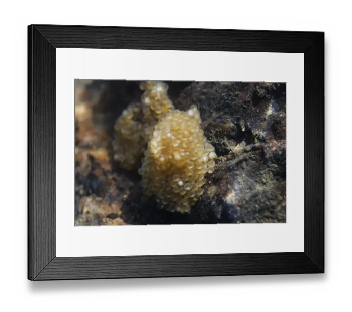 Framed Print : Bullhead (Cottus gobio) eggs, River Soar, Leicestershire, England, April