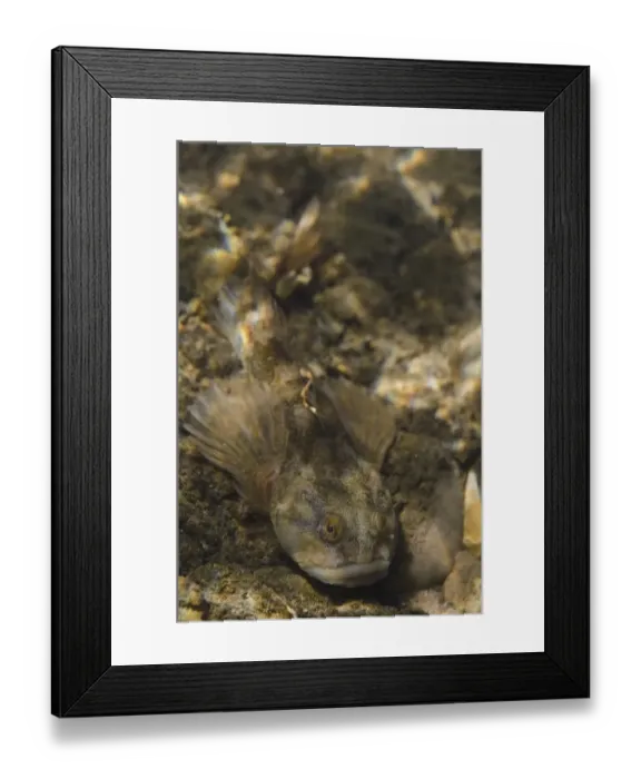 Framed Print : Bullhead (Cottus gobio) adult, resting on riverbed, River Trent, Nottingham, Nottinghamshire, England, April Framed Print : Bullhead (Cottus gobio) adult, resting on riverbed, River Trent, Nottingham, Nottinghamshire, England, April