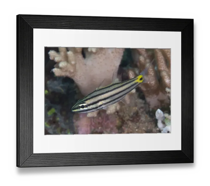 Framed Print : Toothy Cardinalfish (Cheilodipterus isostigmus) adult, swimming, Lembeh Straits, Sulawesi, Sunda Islands, Indonesia Framed Print : Toothy Cardinalfish (Cheilodipterus isostigmus) adult, swimming, Lembeh Straits, Sulawesi, Sunda Islands, Indonesia