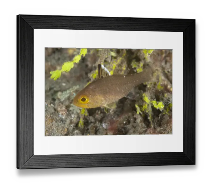 Framed Print : Frostfin Cardinalfish (Apogon hoeveni) adult, Lembeh Straits, Sulawesi, Sunda Islands, Indonesia, March Framed Print : Frostfin Cardinalfish (Apogon hoeveni) adult, Lembeh Straits, Sulawesi, Sunda Islands, Indonesia, March