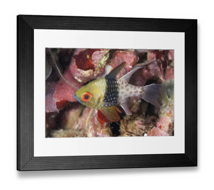 Framed Print : Pajama Cardinalfish (Sphaeramia nematoptera) adult, swimming over reef, Lembeh Straits, Sulawesi, Sunda Islands Framed Print : Pajama Cardinalfish (Sphaeramia nematoptera) adult, swimming over reef, Lembeh Straits, Sulawesi, Sunda Islands