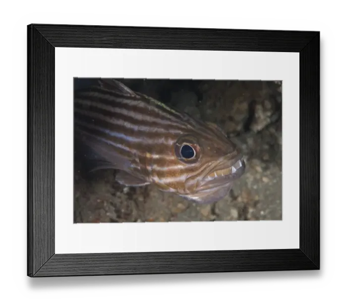 Framed Print : Large-toothed Cardinalfish (Cheilodipterus macrodon) adult male, close-up of head, mouth brooding eggs, Lembeh Straits