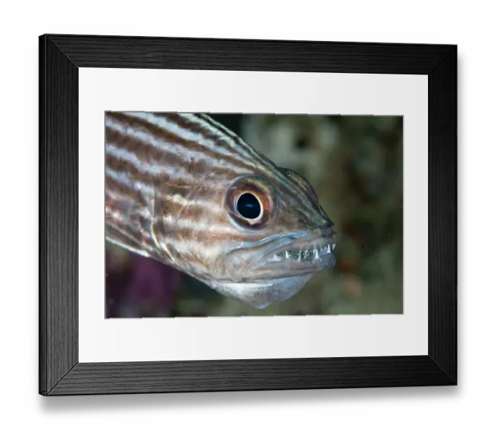 Framed Print : Large-toothed Cardinalfish (Cheilodipterus macrodon) adult male, close-up of head, mouth brooding eggs, Mioskon