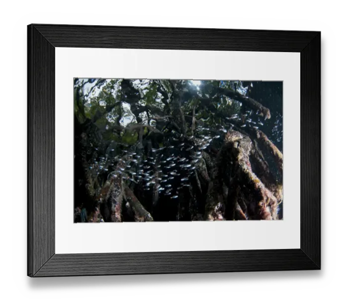 Framed Print : Redspot Cardinalfish (Apogon parvulus) shoal, swimming amongst mangrove tree roots, West Waigeo