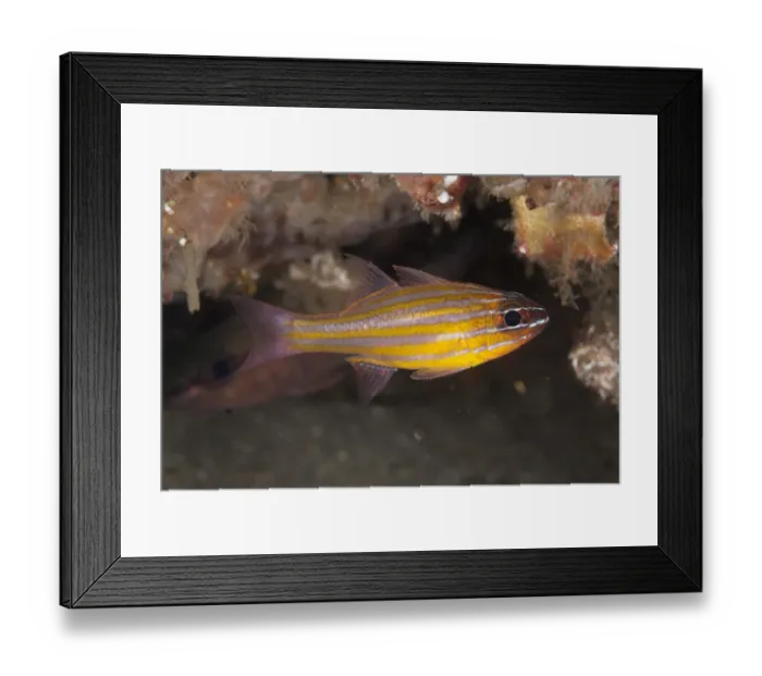 Framed Print : Wassincks Cardinalfish (Ostorhinchus wassinki) adult, swimming, Lembeh Straits, Sulawesi, Sunda Islands, Indonesia Framed Print : Wassincks Cardinalfish (Ostorhinchus wassinki) adult, swimming, Lembeh Straits, Sulawesi, Sunda Islands, Indonesia
