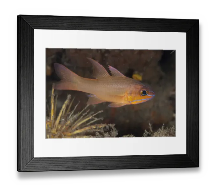 Framed Print : Yellow-lined Cardinalfish (Ostorhinchus chrysotaenia) adult, swimming, Lembeh Straits, Sulawesi, Sunda Islands Framed Print : Yellow-lined Cardinalfish (Ostorhinchus chrysotaenia) adult, swimming, Lembeh Straits, Sulawesi, Sunda Islands
