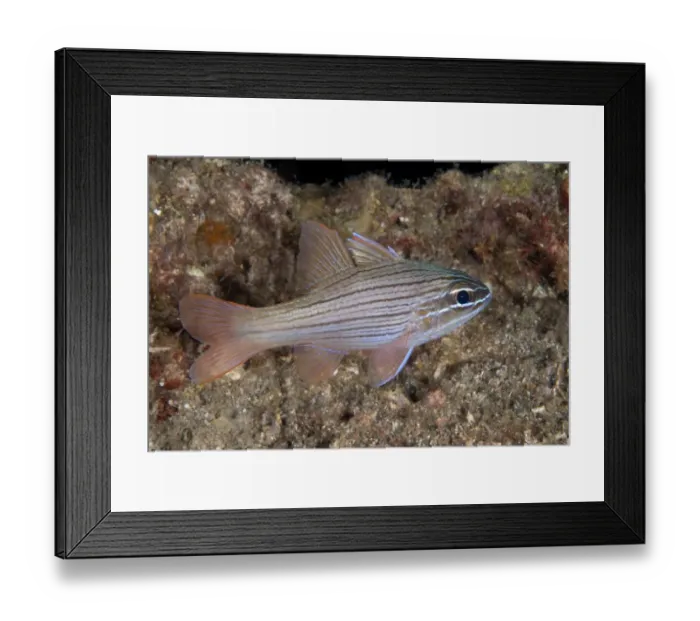 Framed Print : Many-lined Cardinalfish (Ostorhinchus multilineatus) adult, swimming, Lembeh Straits, Sulawesi, Sunda Islands Framed Print : Many-lined Cardinalfish (Ostorhinchus multilineatus) adult, swimming, Lembeh Straits, Sulawesi, Sunda Islands