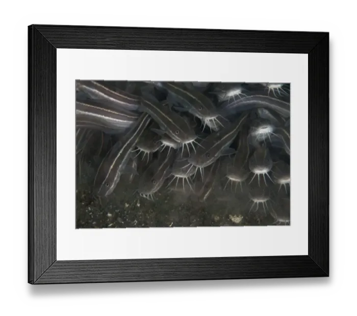 Framed Print : Striped Catfish (Plotosus lineatus) adults, shoal feeding in black sand, Lembeh Straits, Sulawesi, Sunda Islands Framed Print : Striped Catfish (Plotosus lineatus) adults, shoal feeding in black sand, Lembeh Straits, Sulawesi, Sunda Islands