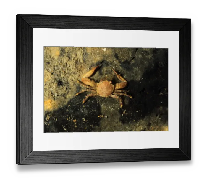 Framed Print : Long-clawed Porcelain Crab (Pisidia longicornis) adult, under stone on shore, Poole Harbour, Dorset, England, September Framed Print : Long-clawed Porcelain Crab (Pisidia longicornis) adult, under stone on shore, Poole Harbour, Dorset, England, September