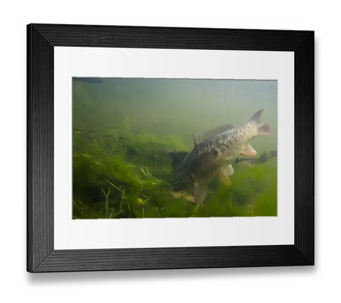 Framed Print : Mirror Carp (Cyprinus carpio carpio) adult, feeding in flooded former gravel pit, Kent, England, September Framed Print : Mirror Carp (Cyprinus carpio carpio) adult, feeding in flooded former gravel pit, Kent, England, September