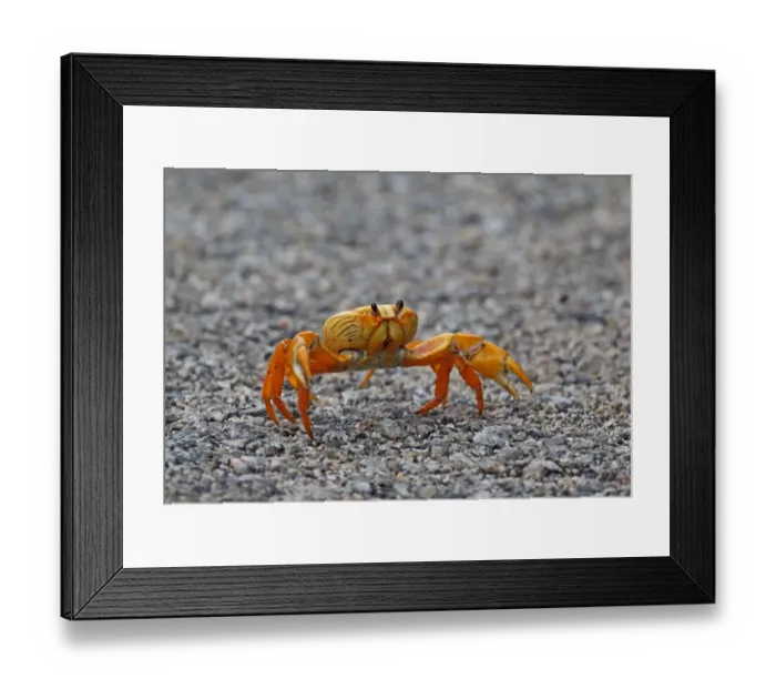 Framed Print : Black Land Crab (Gecarcinus ruricola) yellow morph, adult, crossing road on spring migration, Zapata Peninsula Framed Print : Black Land Crab (Gecarcinus ruricola) yellow morph, adult, crossing road on spring migration, Zapata Peninsula