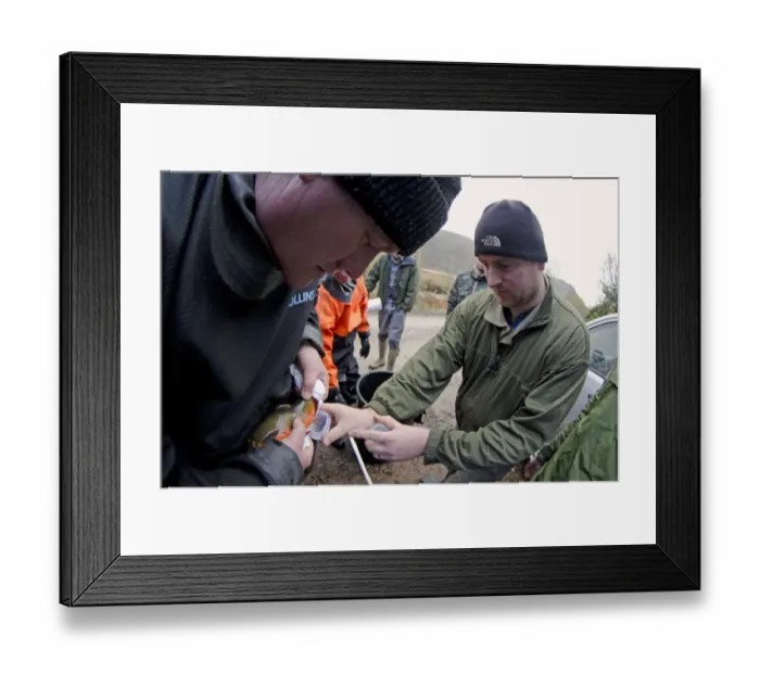 Framed Print : Arctic Char (Salvelinus alpinus) adult male, in breeding colours, having milt removed to fertilize eggs to be taken to Framed Print : Arctic Char (Salvelinus alpinus) adult male, in breeding colours, having milt removed to fertilize eggs to be taken to
