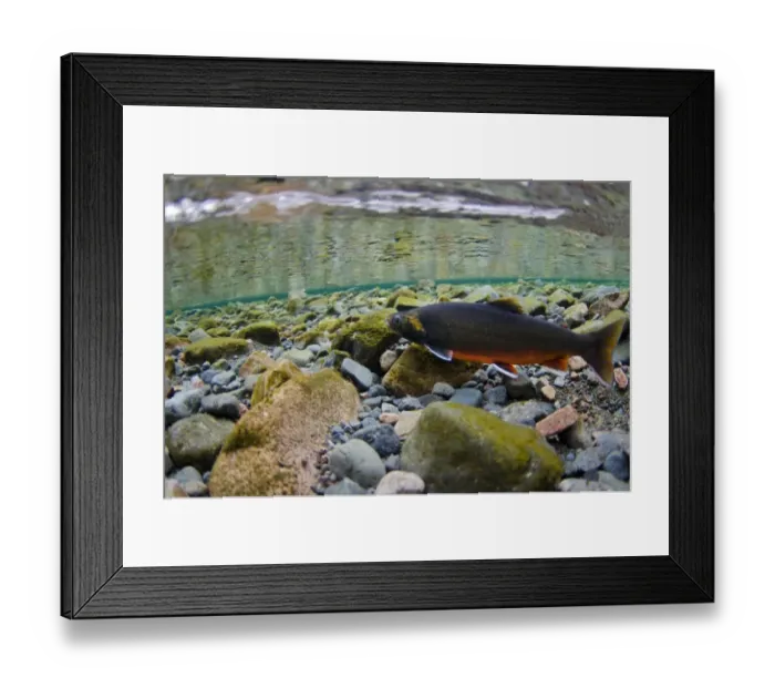 Framed Print : Arctic Char (Salvelinus alpinus) adult male, in breeding colours, swimming underwater in river flowing into glacial Framed Print : Arctic Char (Salvelinus alpinus) adult male, in breeding colours, swimming underwater in river flowing into glacial