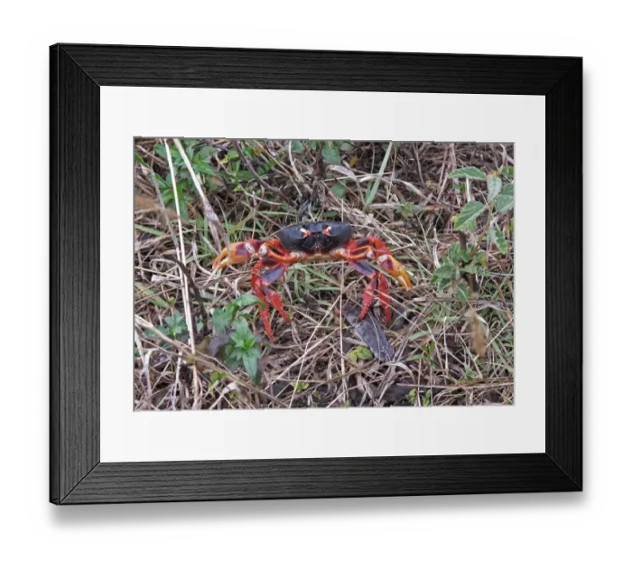Framed Print : Black Land Crab (Gecarcinus ruricola) dark morph, adult, on spring migration, Zapata Peninsula, Matanzas Province Framed Print : Black Land Crab (Gecarcinus ruricola) dark morph, adult, on spring migration, Zapata Peninsula, Matanzas Province
