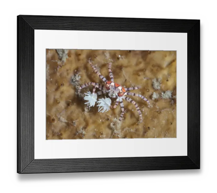 Framed Print : Pom-pom Crab (Lybia tesselata) adult, with Anemones (Bunodeopsis / Triactis sp. ) on claws for protection on hard coral Framed Print : Pom-pom Crab (Lybia tesselata) adult, with Anemones (Bunodeopsis / Triactis sp. ) on claws for protection on hard coral