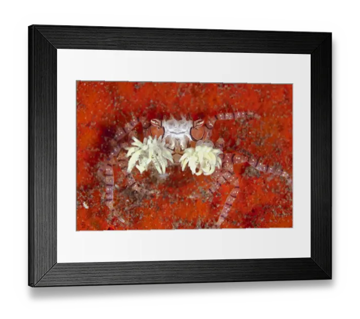Framed Print : Pom-pom Crab (Lybia tesselata) adult, with anemones on claws for protection, Seraya, Bali, Lesser Sunda Islands Framed Print : Pom-pom Crab (Lybia tesselata) adult, with anemones on claws for protection, Seraya, Bali, Lesser Sunda Islands