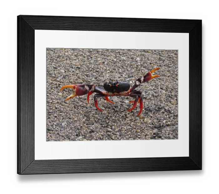Framed Print : Black Land Crab (Gecarcinus ruricola) dark morph, adult, with claws raised in threat display