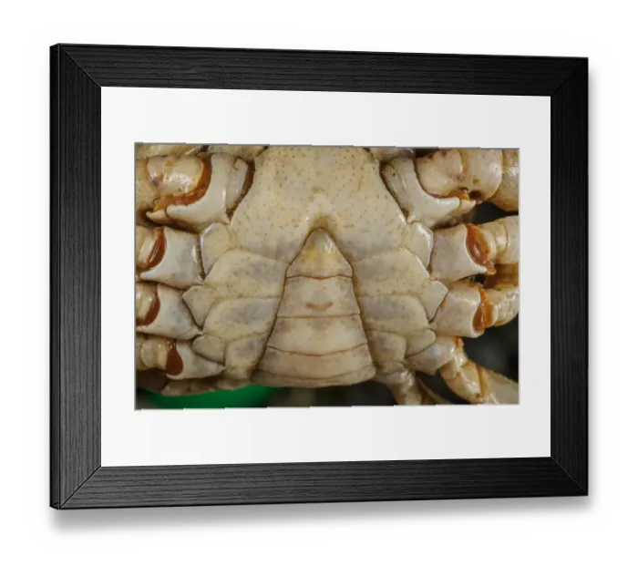 Framed Print : Freshwater Crab (Potamon fluviatilis) adult male, close-up of telson shape, Tuscany, Italy, August Framed Print : Freshwater Crab (Potamon fluviatilis) adult male, close-up of telson shape, Tuscany, Italy, August