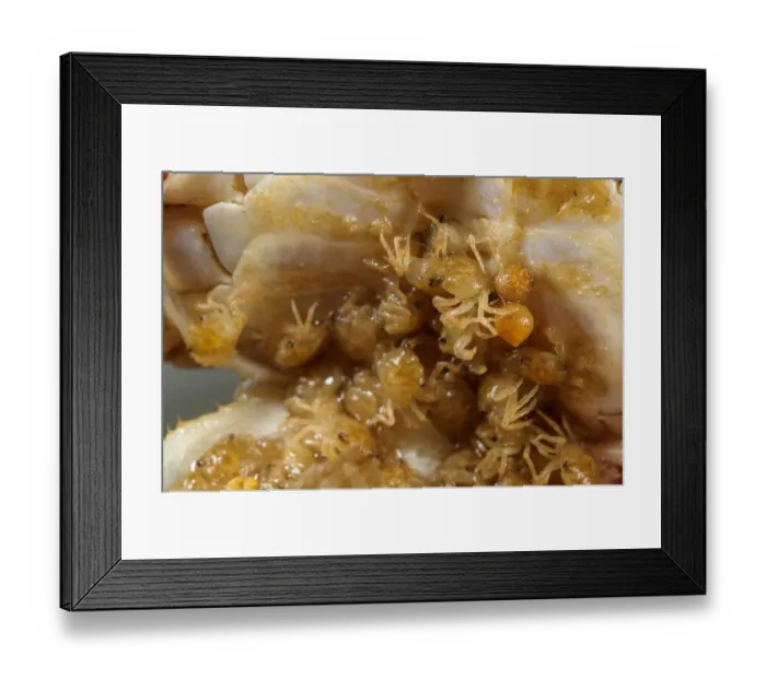 Framed Print : Freshwater Crab (Potamon fluviatilis) young, carried in telson pouch of mother, Tuscany, Italy, August Framed Print : Freshwater Crab (Potamon fluviatilis) young, carried in telson pouch of mother, Tuscany, Italy, August