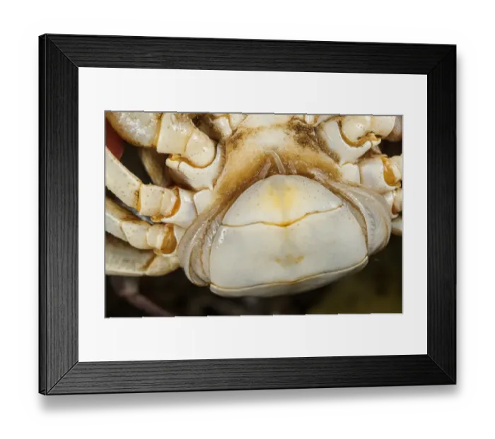 Framed Print : Freshwater Crab (Potamon fluviatilis) adult female, close-up of telson shape, Tuscany, Italy, August Framed Print : Freshwater Crab (Potamon fluviatilis) adult female, close-up of telson shape, Tuscany, Italy, August