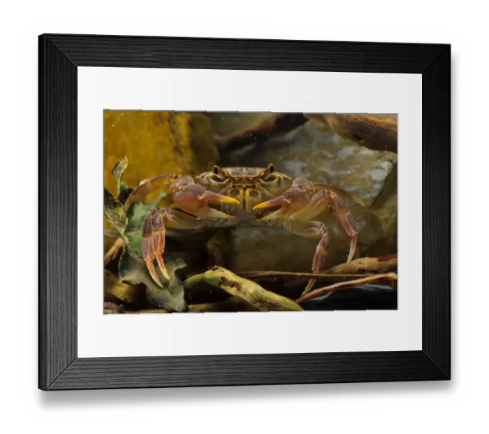 Framed Print : Freshwater Crab (Potamon fluviatilis) adult, underwater, Tuscany, Italy, August Framed Print : Freshwater Crab (Potamon fluviatilis) adult, underwater, Tuscany, Italy, August