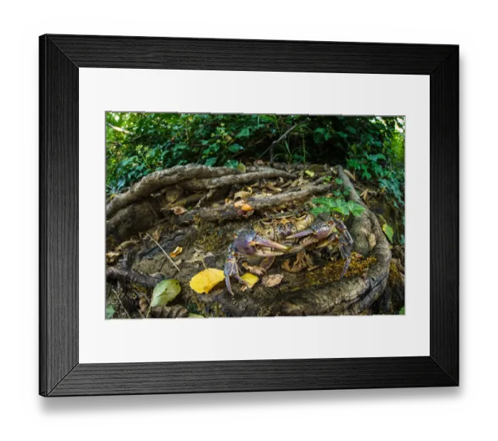 Framed Print : Freshwater Crab (Potamon fluviatilis) adult, in riverbank habitat, Tuscany, Italy, August Framed Print : Freshwater Crab (Potamon fluviatilis) adult, in riverbank habitat, Tuscany, Italy, August