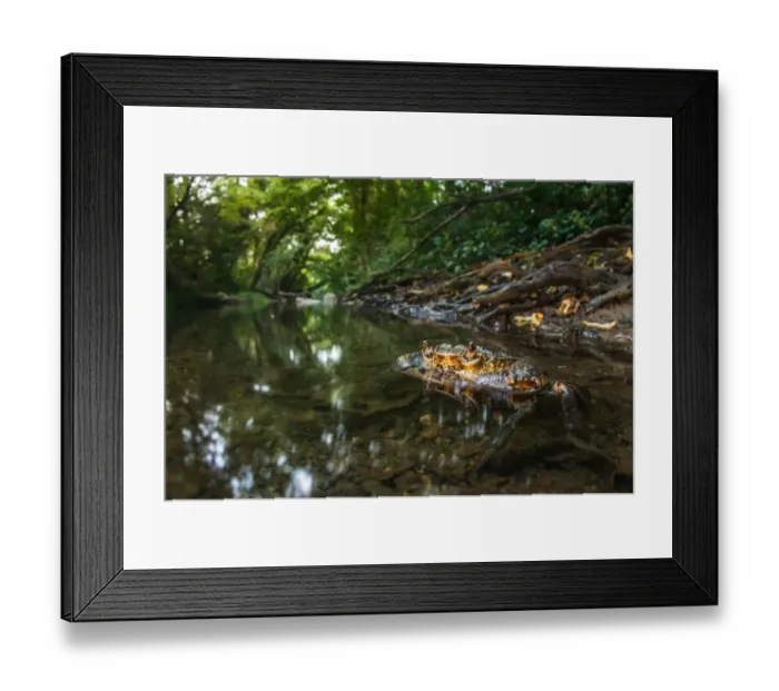 Framed Print : Freshwater Crab (Potamon fluviatilis) adult, at surface of water in river habitat, Tuscany, Italy, August Framed Print : Freshwater Crab (Potamon fluviatilis) adult, at surface of water in river habitat, Tuscany, Italy, August