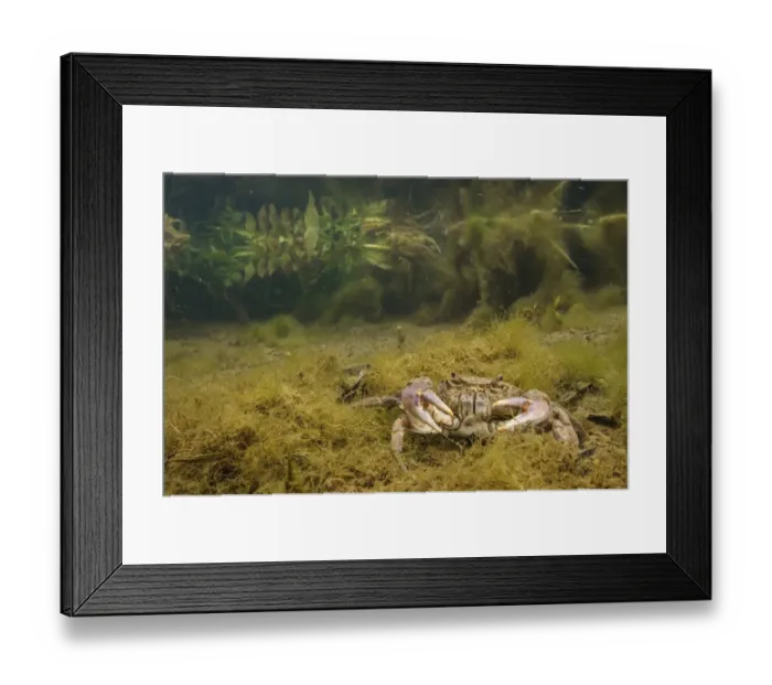 Framed Print : Freshwater Crab (Potamon fluviatilis) adult, underwater in river habitat, Tuscany, Italy, May Framed Print : Freshwater Crab (Potamon fluviatilis) adult, underwater in river habitat, Tuscany, Italy, May
