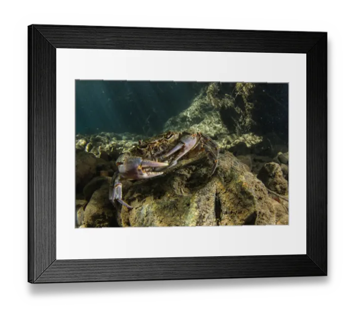 Framed Print : Freshwater Crab (Potamon fluviatilis) adult, underwater in river habitat, Tuscany, Italy, August Framed Print : Freshwater Crab (Potamon fluviatilis) adult, underwater in river habitat, Tuscany, Italy, August