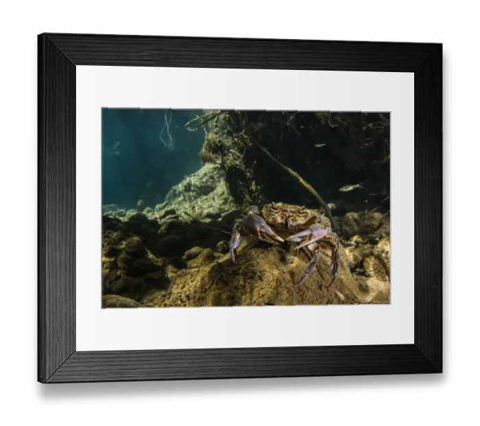 Framed Print : Freshwater Crab (Potamon fluviatilis) adult, underwater in river habitat, Tuscany, Italy, August Framed Print : Freshwater Crab (Potamon fluviatilis) adult, underwater in river habitat, Tuscany, Italy, August