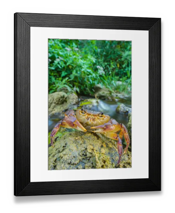 Framed Print : Freshwater Crab (Potamon fluviatilis) adult, on rock beside river habitat, Tuscany, Italy, August Framed Print : Freshwater Crab (Potamon fluviatilis) adult, on rock beside river habitat, Tuscany, Italy, August