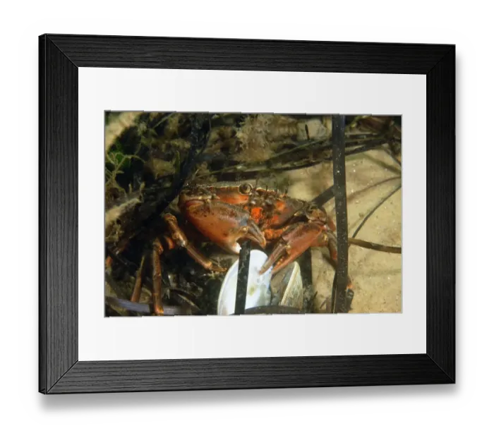 Framed Print : Shore Crab (Carcinus maenas) adult, feeding on clam, Studland Bay, Isle of Purbeck, Dorset, England, September