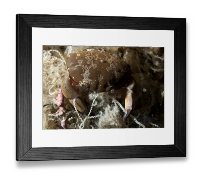 Framed Print : Floral Egg Crab (Atergatis floridus) adult, entangled in string, Seraya, Bali, Lesser Sunda Islands, Indonesia, April Framed Print : Floral Egg Crab (Atergatis floridus) adult, entangled in string, Seraya, Bali, Lesser Sunda Islands, Indonesia, April