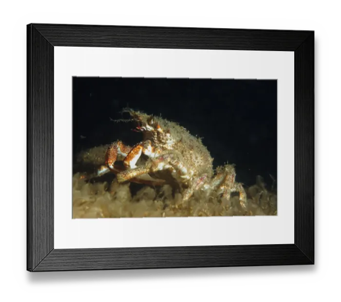 Framed Print : Spiny Spider Crab (Maia squinado) adult, underwater, Bournemouth, Dorset, England, July Framed Print : Spiny Spider Crab (Maia squinado) adult, underwater, Bournemouth, Dorset, England, July