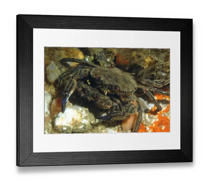 Framed Print : Velvet Swimming Crab (Necora puber) adult pair, mating, Bournemouth, Dorset, England, July Framed Print : Velvet Swimming Crab (Necora puber) adult pair, mating, Bournemouth, Dorset, England, July