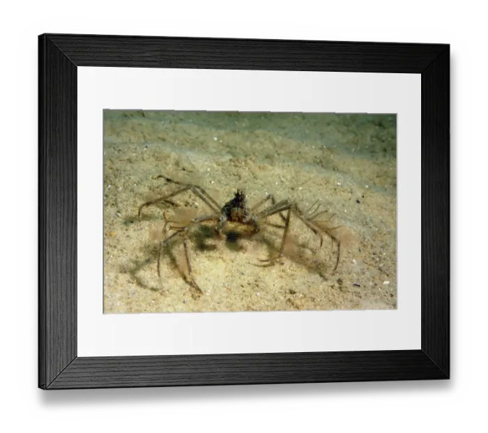 Framed Print : Long-legged Spider Crab (Macropodia sp. ) adult, covered with algae for camouflage, on sandy seabed, Studland Bay Framed Print : Long-legged Spider Crab (Macropodia sp. ) adult, covered with algae for camouflage, on sandy seabed, Studland Bay