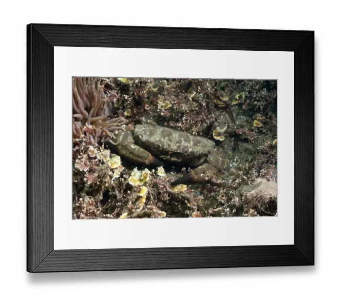 Framed Print : Furrowed Crab (Xantho hydrophilus) adult, amongst coraline algae, Kimmeridge Bay, Isle of Purbeck, Dorset, England, May Framed Print : Furrowed Crab (Xantho hydrophilus) adult, amongst coraline algae, Kimmeridge Bay, Isle of Purbeck, Dorset, England, May