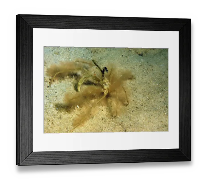 Framed Print : Long-legged Spider Crab (Macropodia sp. ) adult, covered with algae for camouflage, on sandy seabed, Studland Bay Framed Print : Long-legged Spider Crab (Macropodia sp. ) adult, covered with algae for camouflage, on sandy seabed, Studland Bay