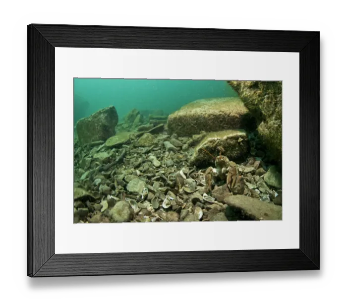 Framed Print : Atlantic Stream Crayfish (Austropotamobius pallipes) adult, emerging from under rock in flooded former granite quarry Framed Print : Atlantic Stream Crayfish (Austropotamobius pallipes) adult, emerging from under rock in flooded former granite quarry