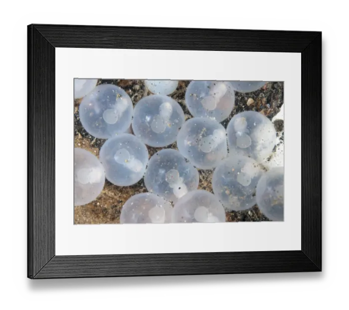 Framed Print : Pfeffers Flamboyant Cuttlefish (Metasepia pfefferi) close-up of eggs with developing young Framed Print : Pfeffers Flamboyant Cuttlefish (Metasepia pfefferi) close-up of eggs with developing young