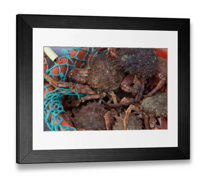Framed Print : Spiny Spider Crab (Maia squinado) adults, in plastic container on fish market stall, Villedieu les Poeles, Normandy Framed Print : Spiny Spider Crab (Maia squinado) adults, in plastic container on fish market stall, Villedieu les Poeles, Normandy