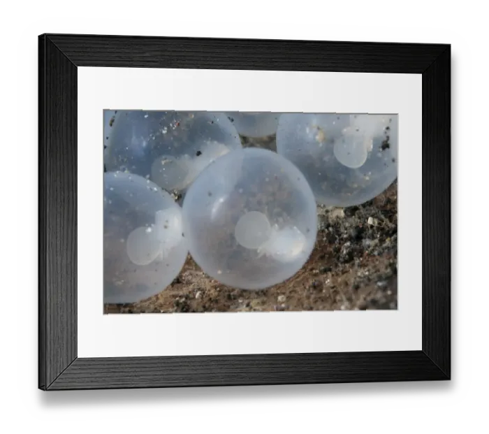 Framed Print : Pfeffers Flamboyant Cuttlefish (Metasepia pfefferi) close-up of eggs with developing young