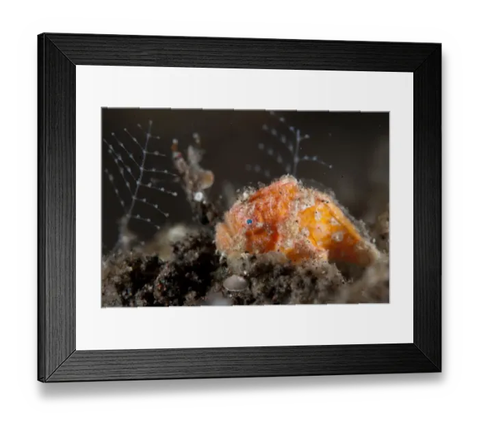 Framed Print : Painted Frogfish (Antennarius pictus) juvenile, Seraya, Bali, Lesser Sunda Islands, Indonesia, April Framed Print : Painted Frogfish (Antennarius pictus) juvenile, Seraya, Bali, Lesser Sunda Islands, Indonesia, April