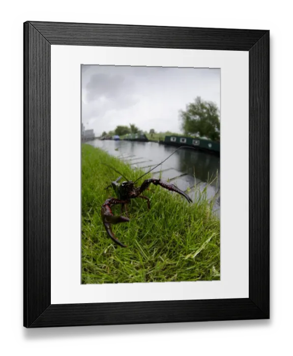 Framed Print : Louisiana Crayfish (Procambarus clarkii) introduced invasive species, adult, on canal bank, Regents Canal, London Framed Print : Louisiana Crayfish (Procambarus clarkii) introduced invasive species, adult, on canal bank, Regents Canal, London