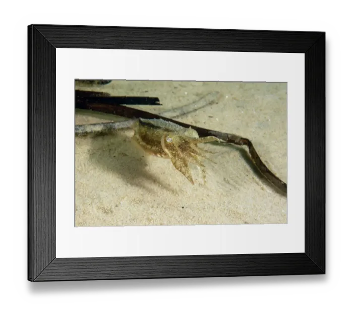 Framed Print : Common Cuttlefish (Sepia officinalis) juvenile, swimming over sandy seabed, Studland Bay, Isle of Purbeck, Dorset Framed Print : Common Cuttlefish (Sepia officinalis) juvenile, swimming over sandy seabed, Studland Bay, Isle of Purbeck, Dorset