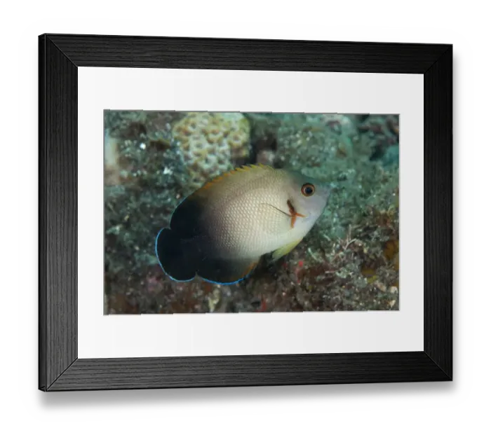 Framed Print : Pearl-scaled Angelfish (Centropyge vroliki) adult, swimming in reef, Seraya, Bali, Lesser Sunda Islands, Indonesia Framed Print : Pearl-scaled Angelfish (Centropyge vroliki) adult, swimming in reef, Seraya, Bali, Lesser Sunda Islands, Indonesia