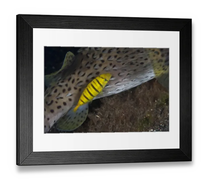 Framed Print : Golden Trevally (Gnathanodon speciosus) juvenile, trailing Long-spine Porcupinefish (Diodon holocanthus) adult Framed Print : Golden Trevally (Gnathanodon speciosus) juvenile, trailing Long-spine Porcupinefish (Diodon holocanthus) adult