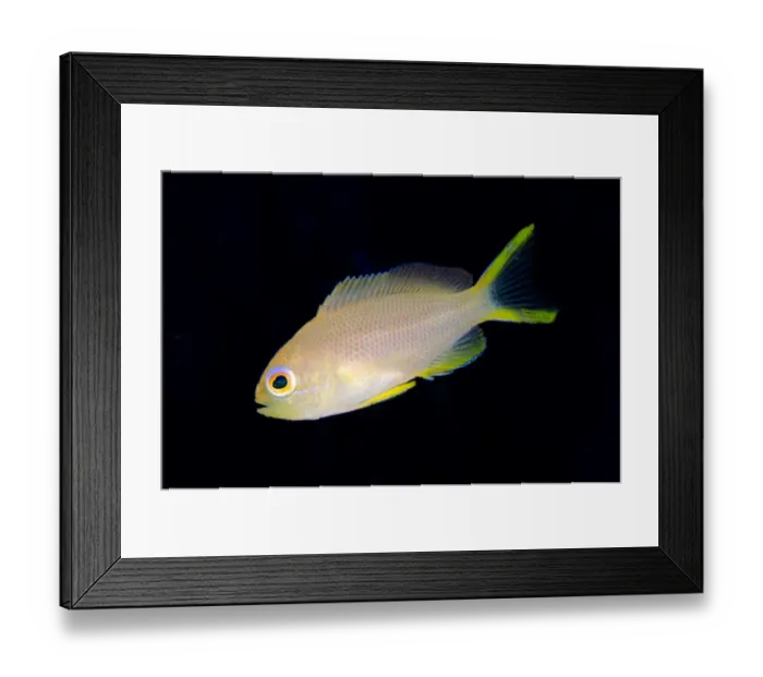 Framed Print : Randalls Anthias (Pseudanthias randalli) adult, swimming, Nyata Island, Barat Daya Islands, Lesser Sunda Islands Framed Print : Randalls Anthias (Pseudanthias randalli) adult, swimming, Nyata Island, Barat Daya Islands, Lesser Sunda Islands