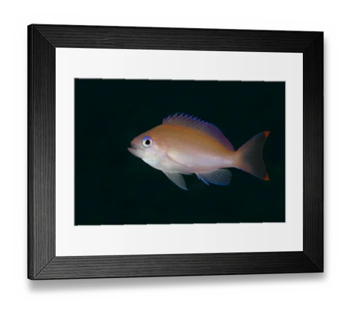 Framed Print : Stocky Anthias (Pseudanthias hypselosoma) adult female, swimming, Lembeh Straits, Sulawesi, Sunda Islands, Indonesia Framed Print : Stocky Anthias (Pseudanthias hypselosoma) adult female, swimming, Lembeh Straits, Sulawesi, Sunda Islands, Indonesia